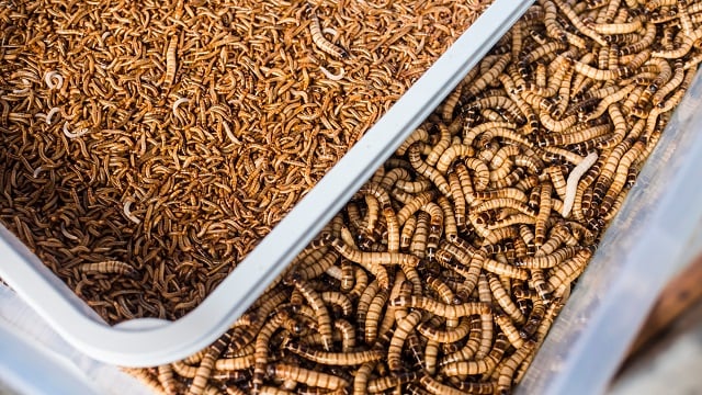 Insect meal processing