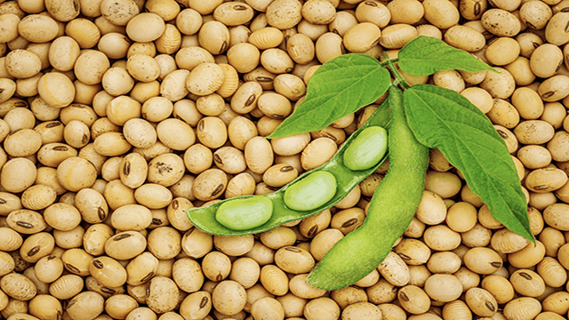 soy-plant-protein-small