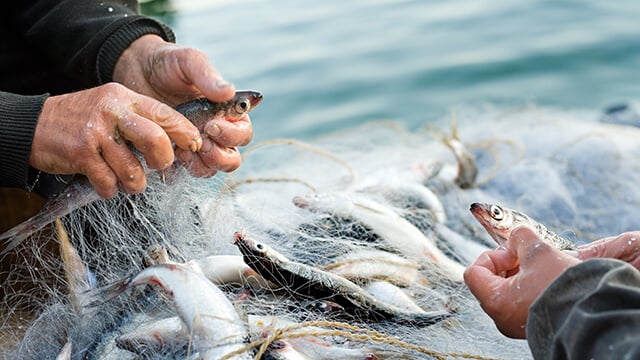 fish-heads-for-fish-processing smaller