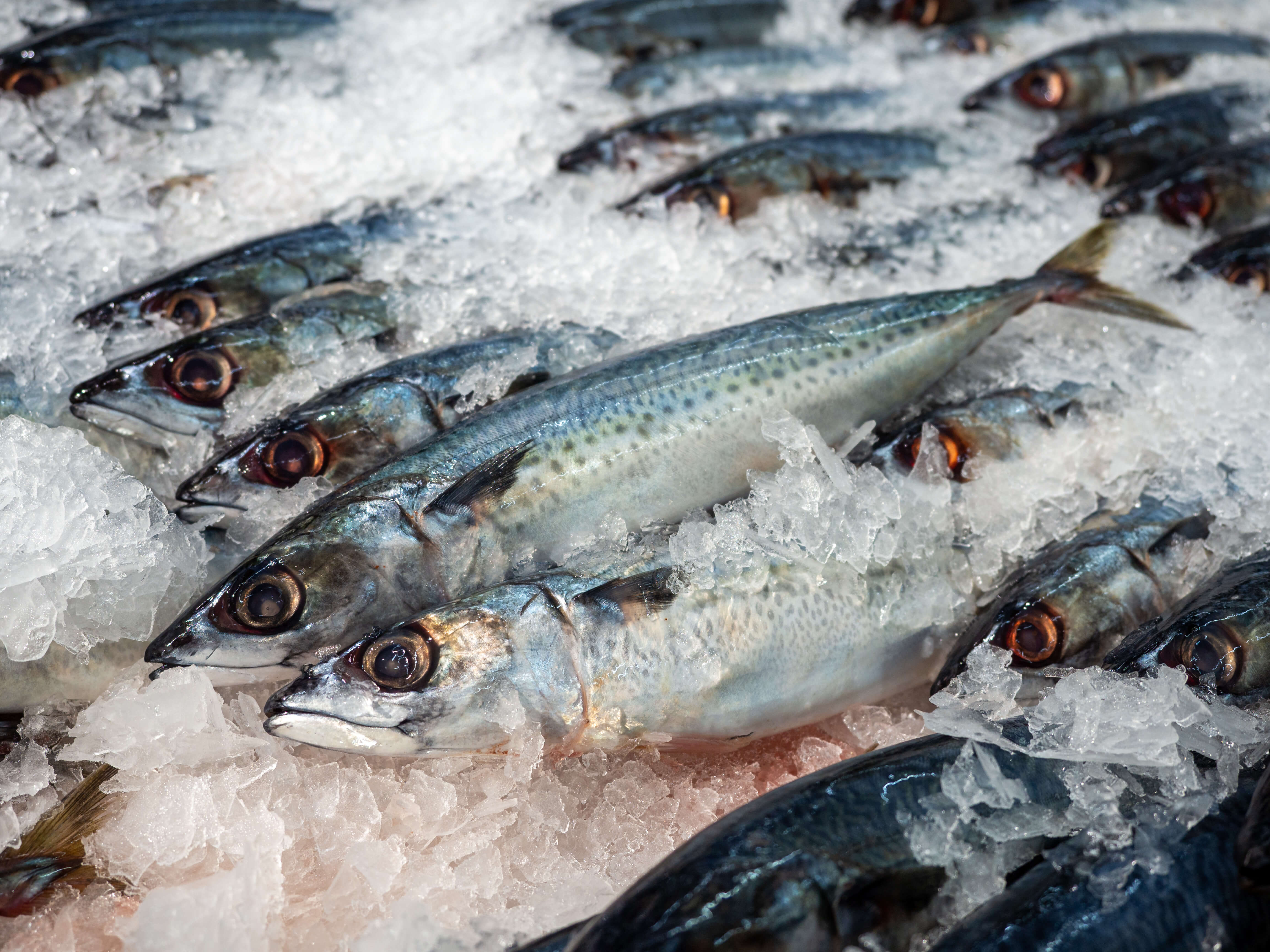fish images for fish processing