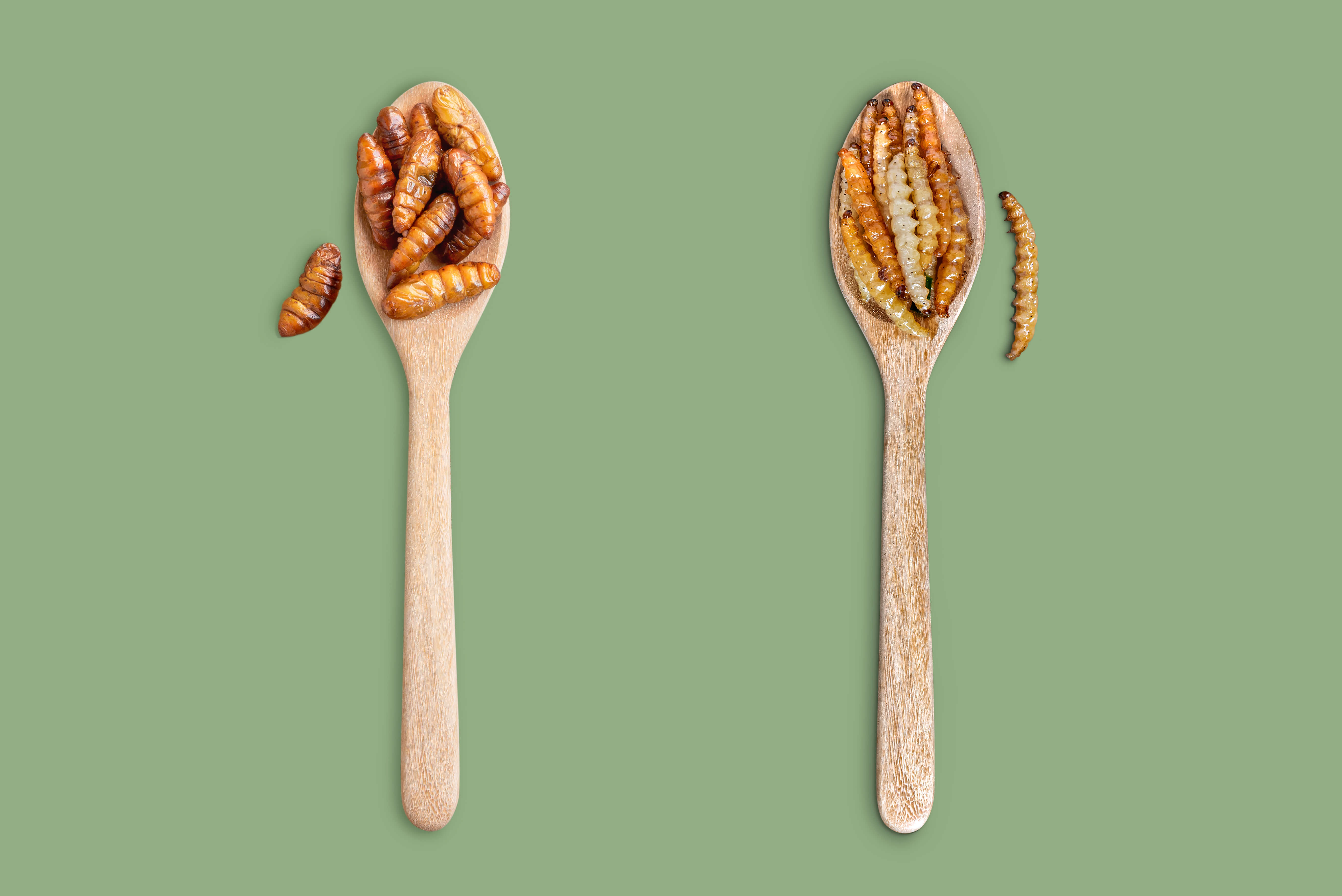 Bamboo edible worm insects in wooden spoon on green colour background