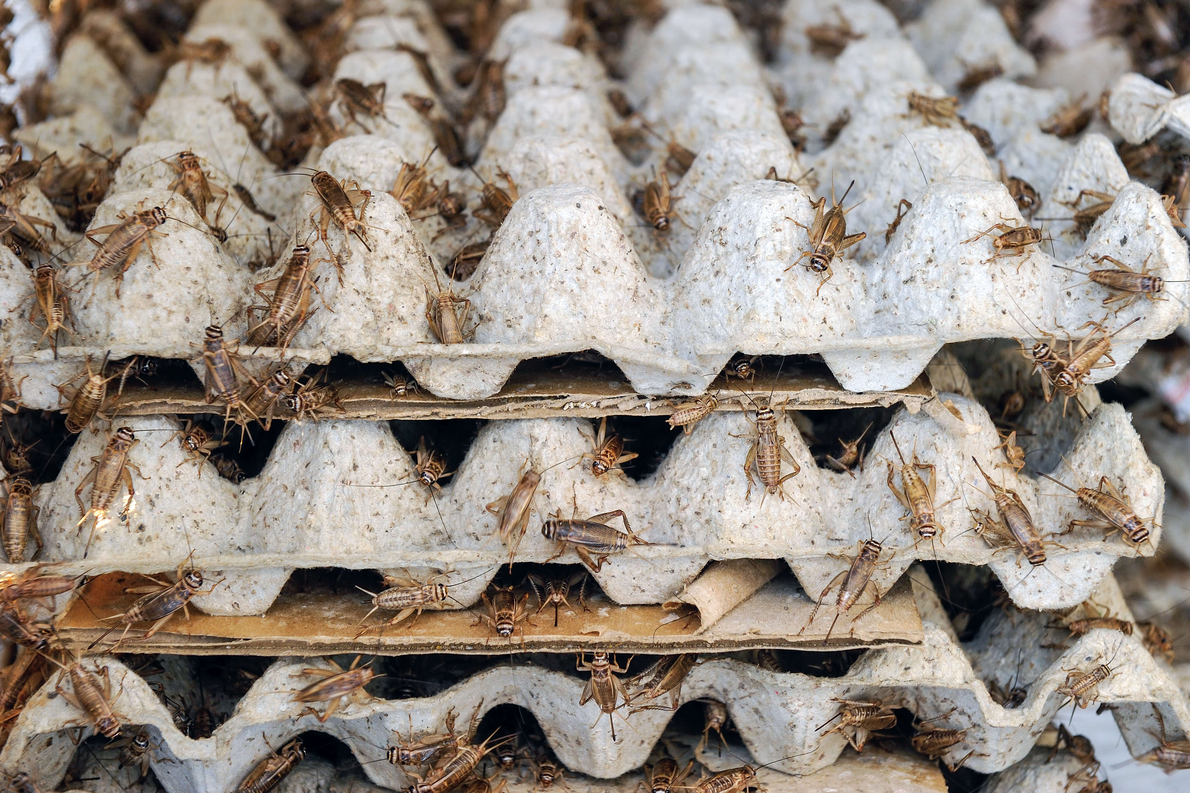 Insect farming in egg tray