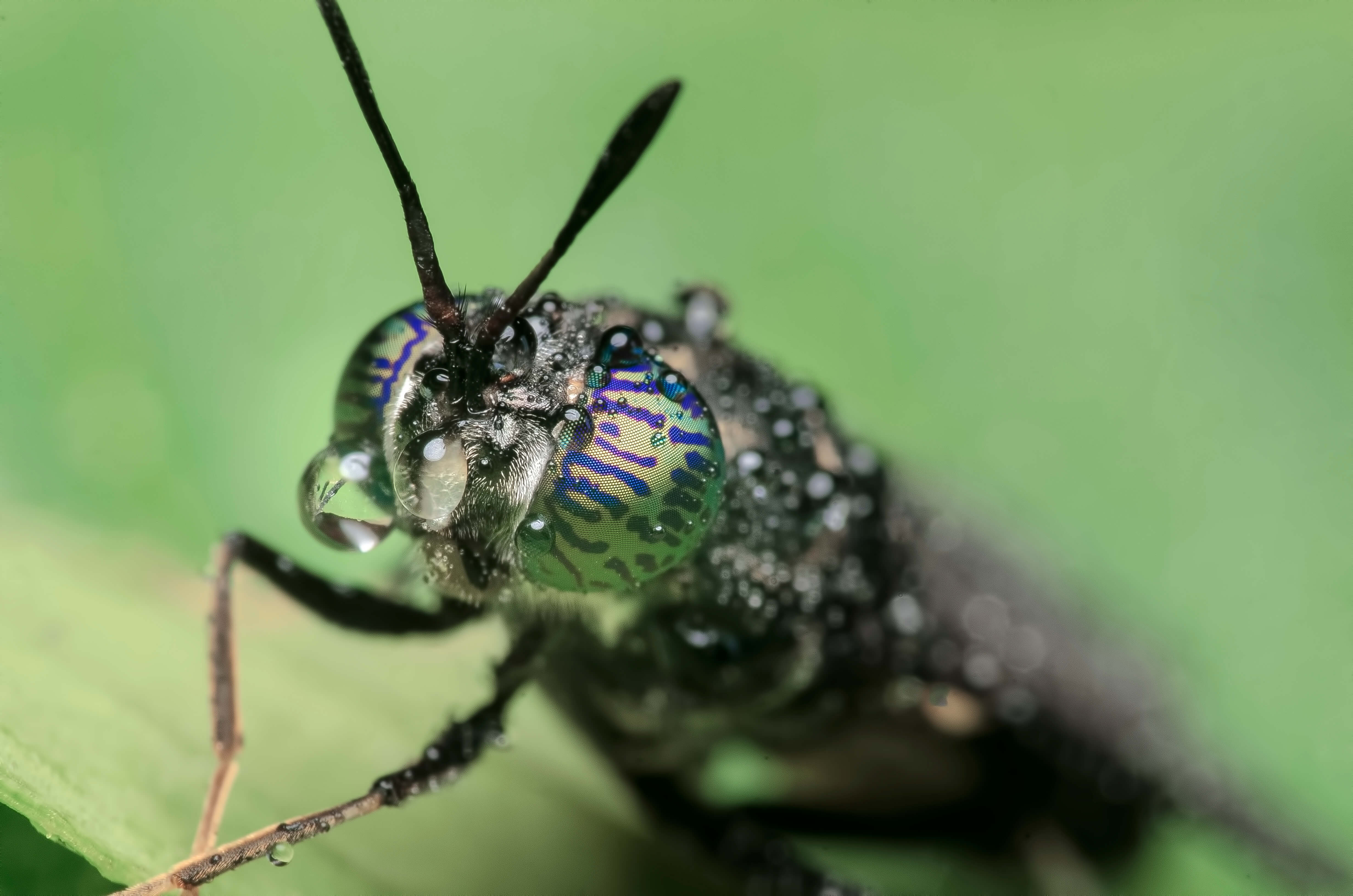 Soldierfly and dew at the morning