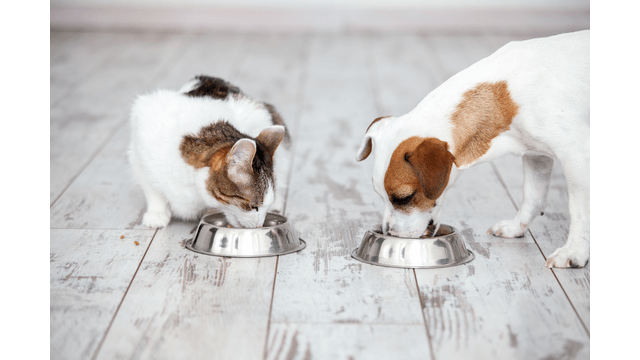 dog and cat eating food 640x360