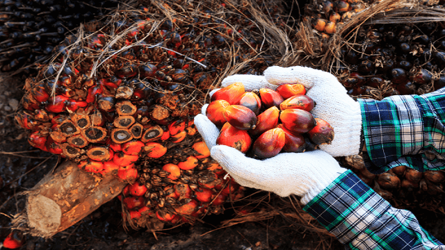 Palm oil seeds on the man´s hand-copy