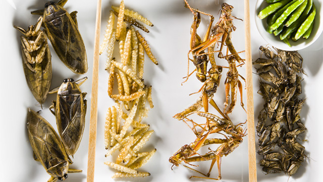 Insectos-proteina-comida-alfa-laval.jpg