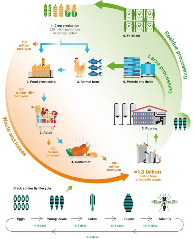Proteina-Insectos-Beneficios-ciclo-infograma.jpg