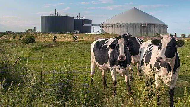 two cows in a grass field in front of a plant