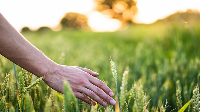 Wheat on hand smaller