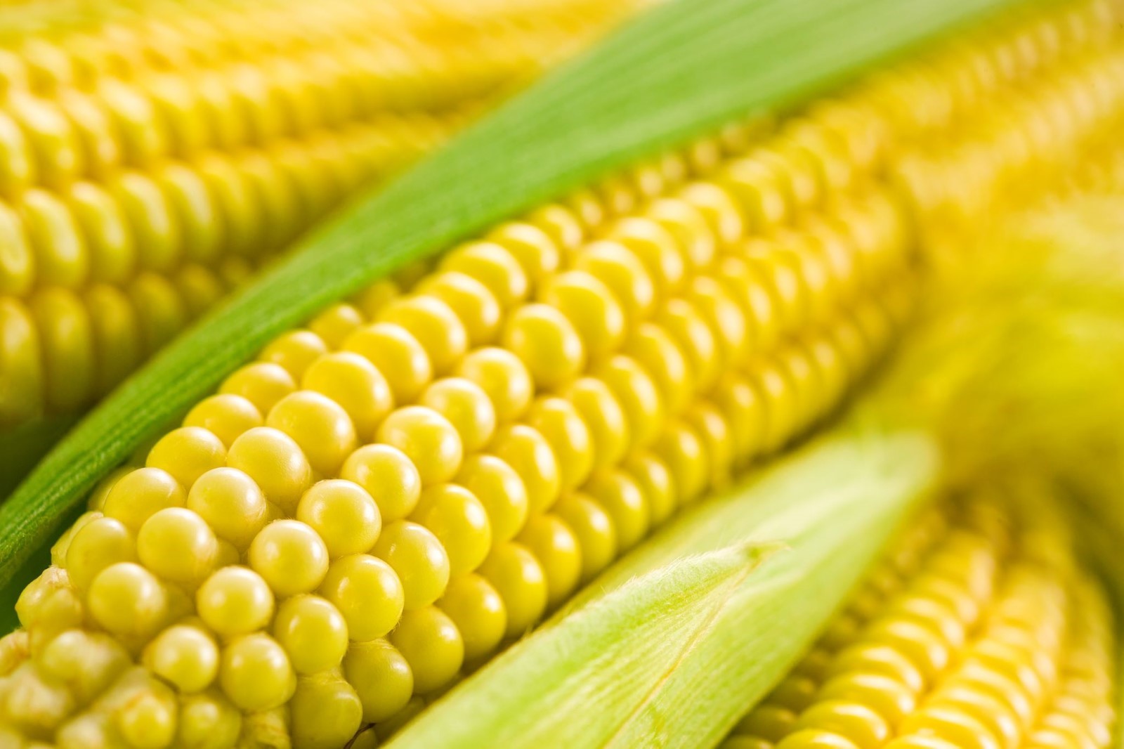 starch corn sus