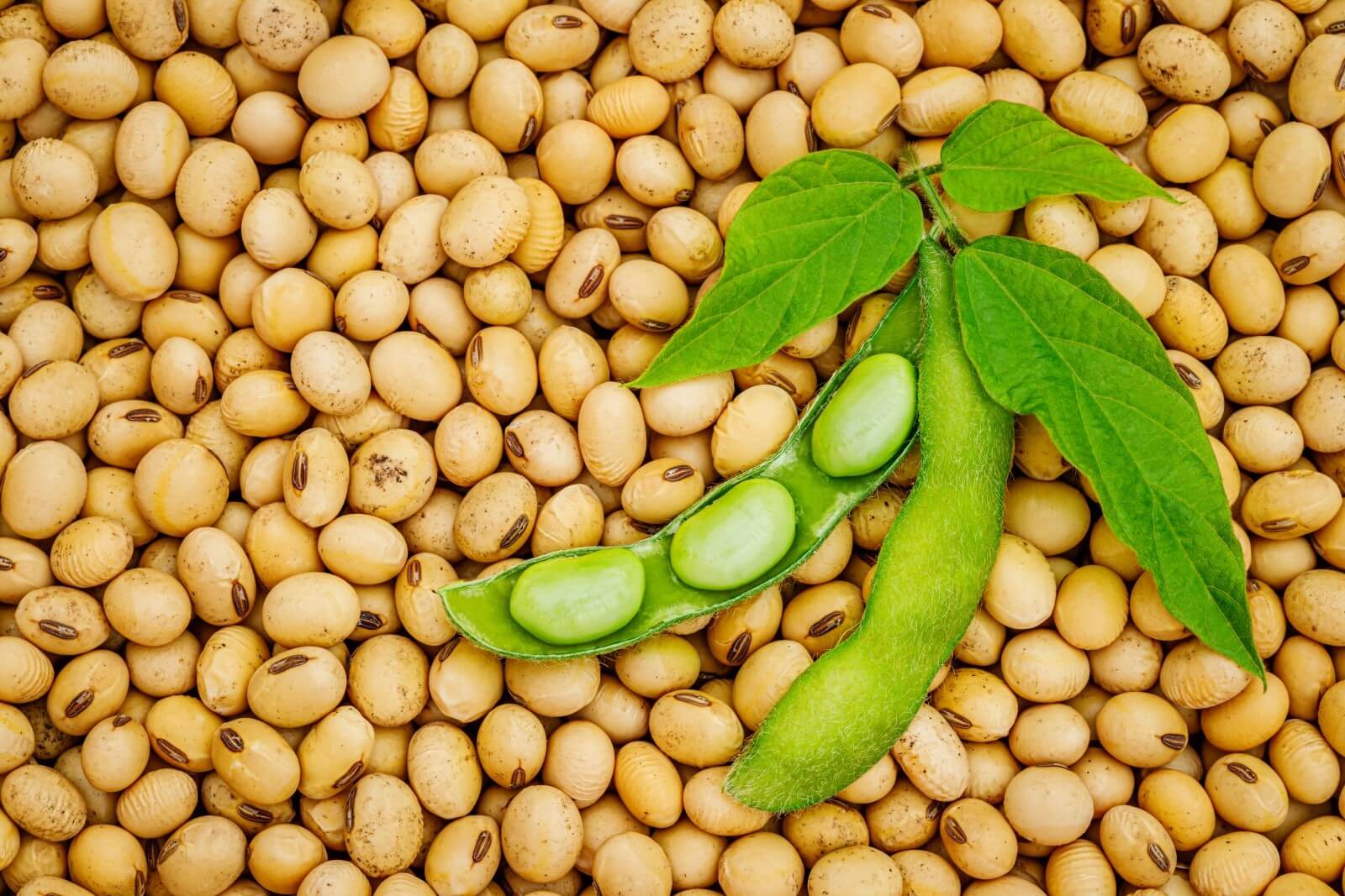 Soy plant protein