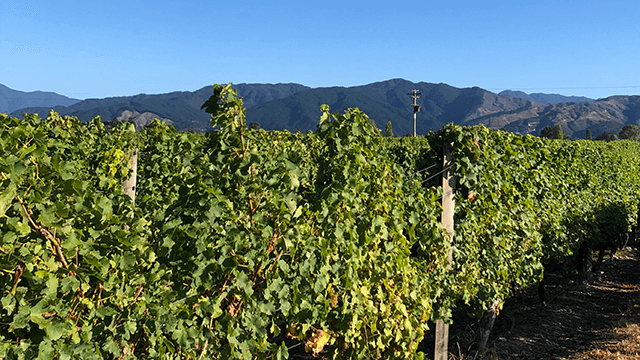 Marlborough grape vines in New Zealand with mountains 640x360