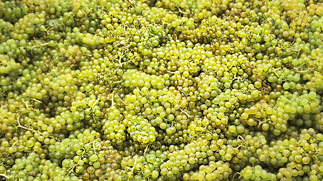 New Zealand Sauvignon Blanc grapes close up 640x360