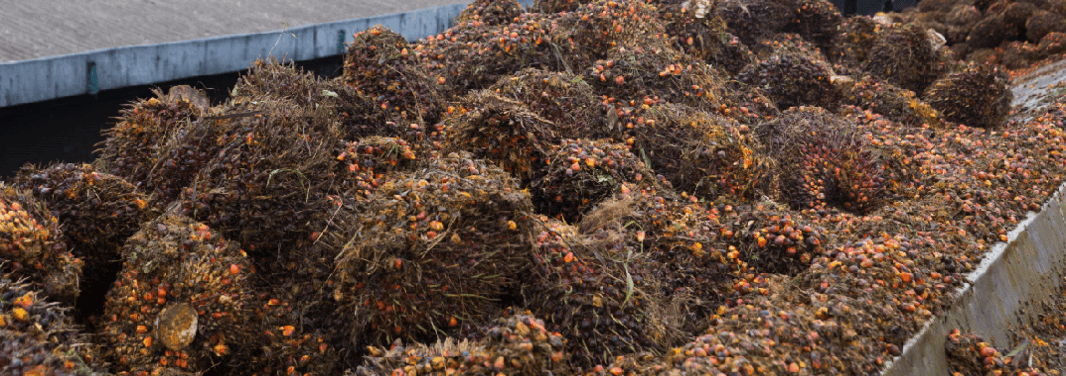 Milling palmoil page image