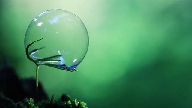 plant with bubble 640x360