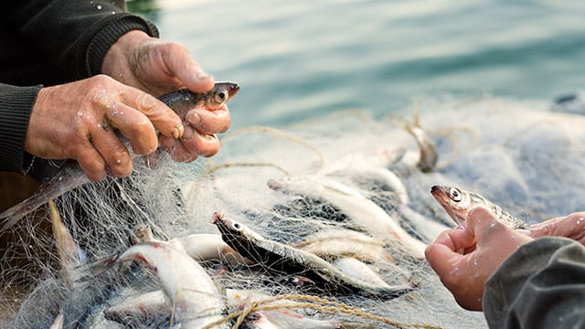 Fish processing