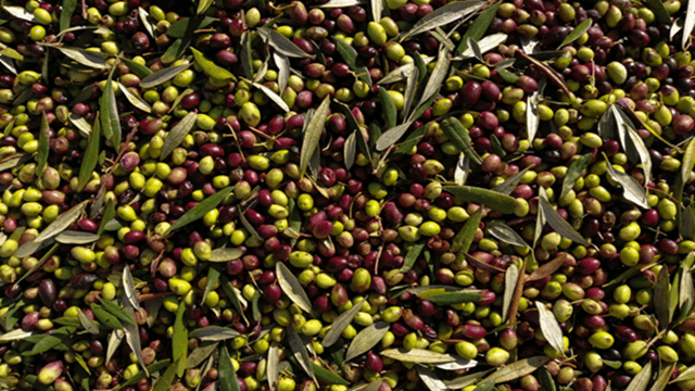 A pile of freshly harvested green and purple olives mixed with olive leaves