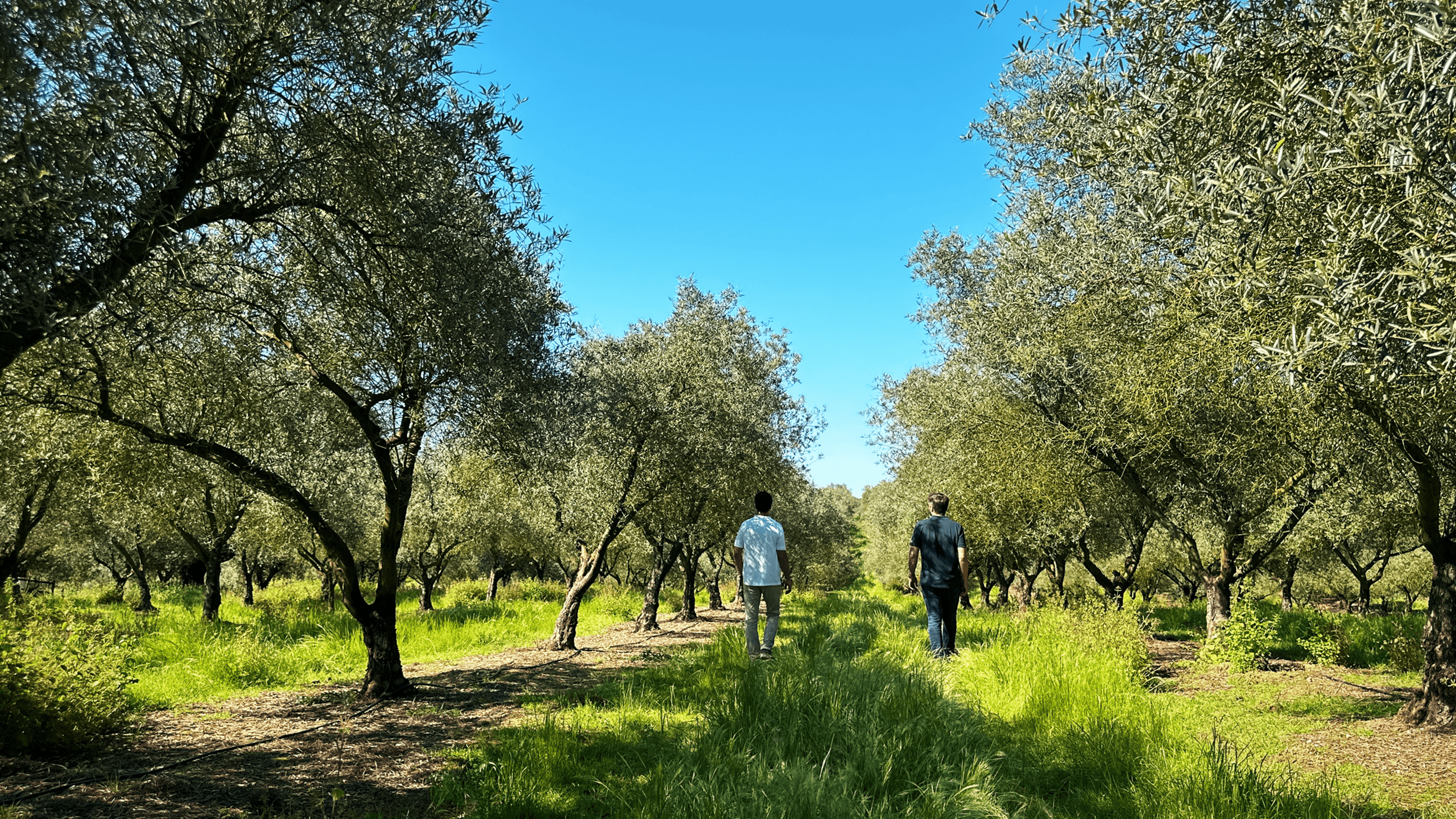 Men walking through olive groves on a sunny day