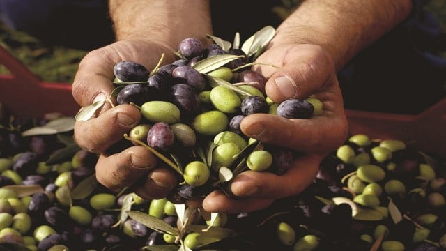 Olive fruit preparation