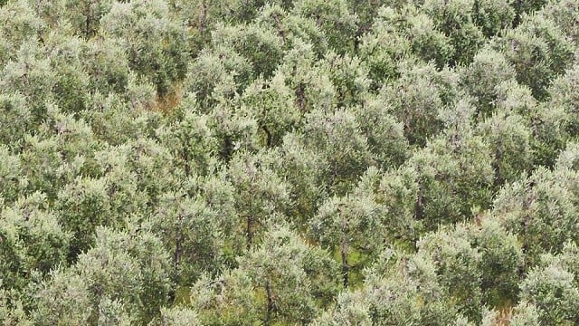 olive oil farm