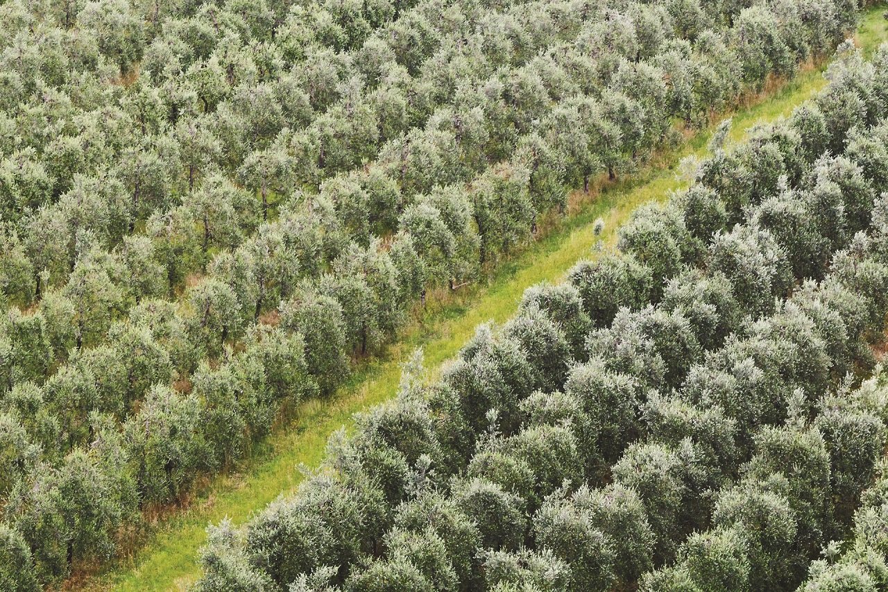 Olive oil processing industrial scale