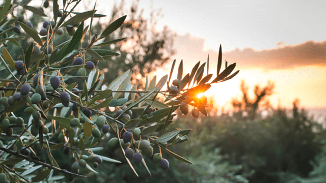 Olive tree branches with green and purple olives at sunset, with sunlight shining through the leaves