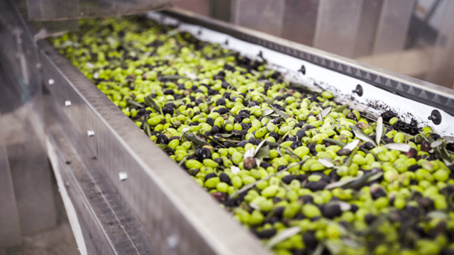 Green and black olives on a conveyor belt in a processing facility