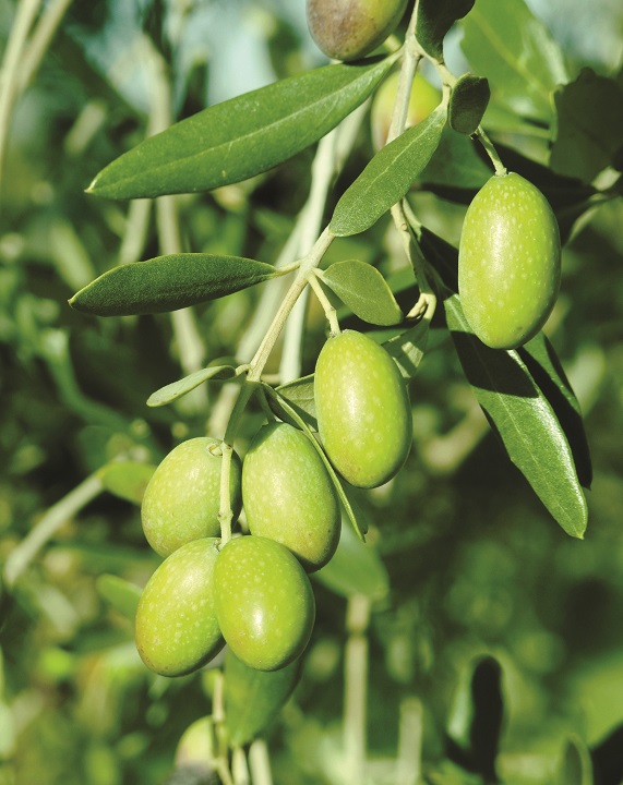 Olives on tree