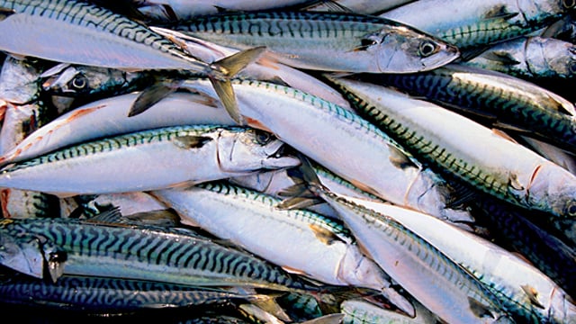 Fish silage processing 640x360