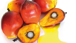 Palm Oil Processing