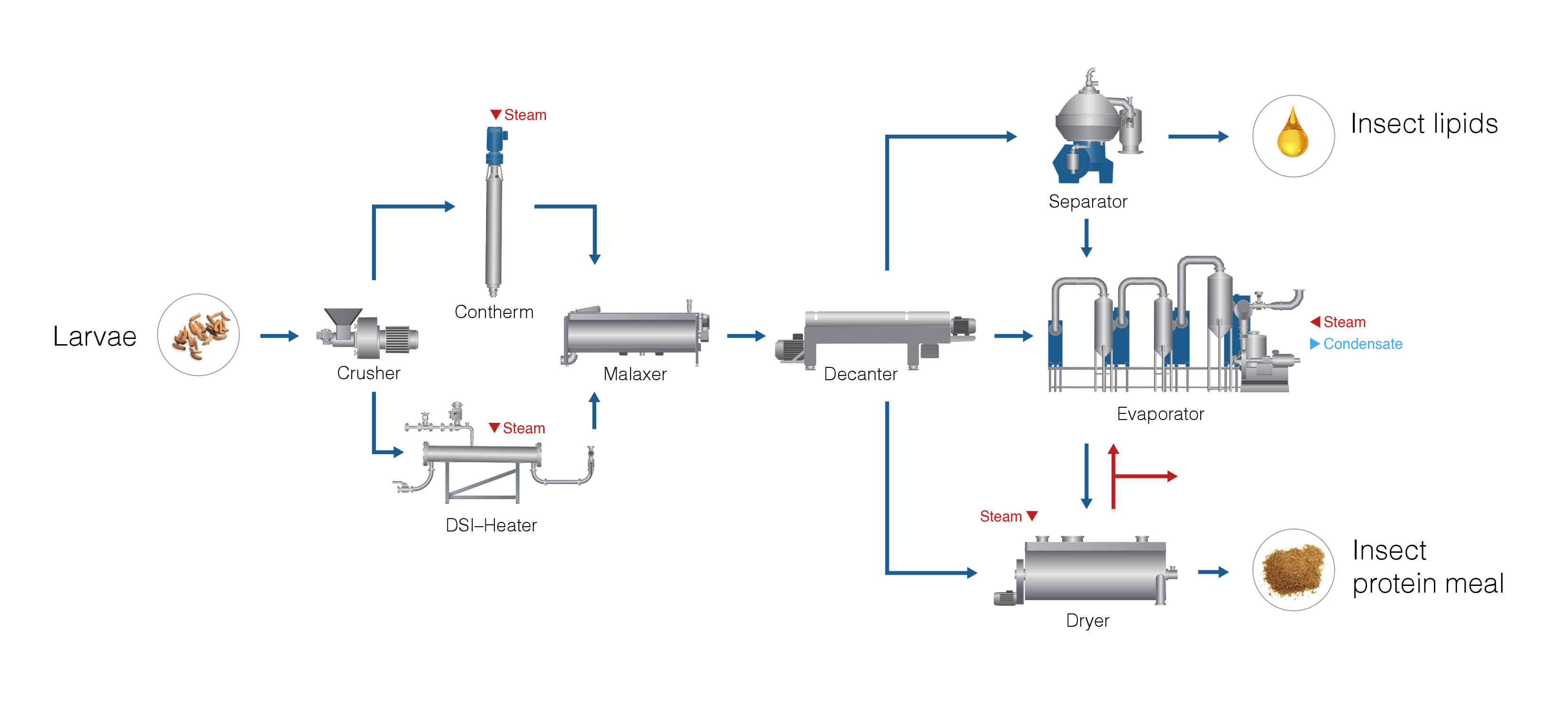 Insect processing flowchart