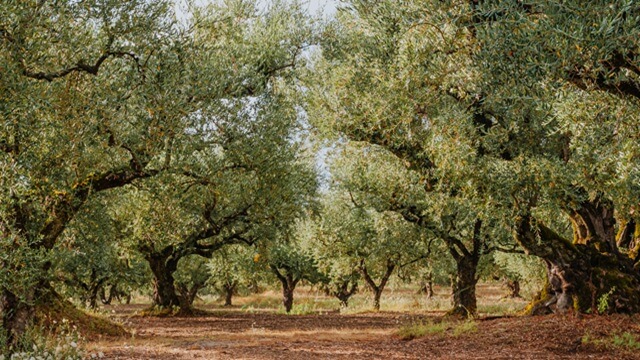 Rows of mature olive trees with thick trunks and green leaves in a sunlit grove with dry ground beneath