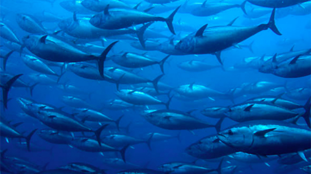 Tuna processing sustainable equipment pei onetuna