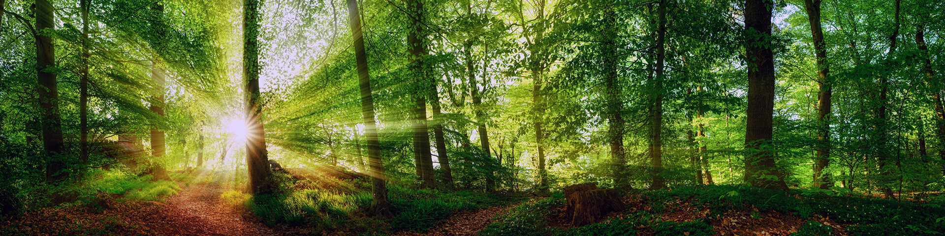 anytime-forest-banner-desktop