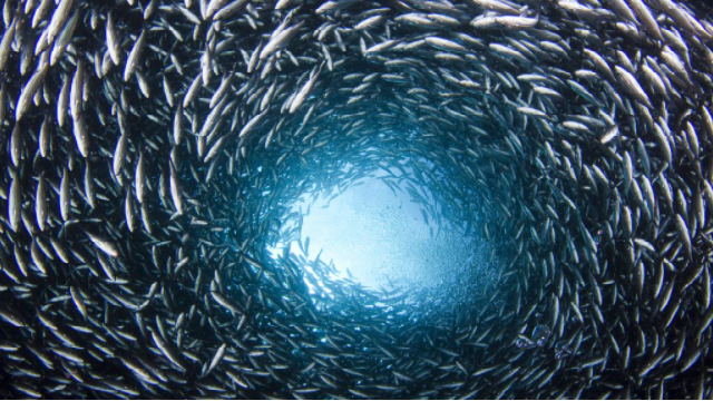 anchoveta webinar fish decanter