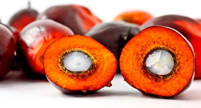 20190107 palm oil mobile herobanner