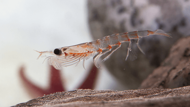 Decanter commissioning services - krill processing. Close up of a krill