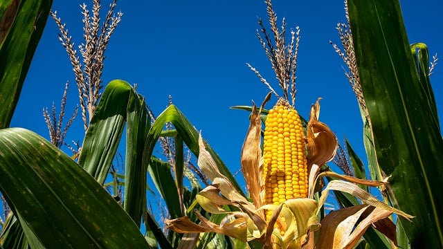 Corn on stalk