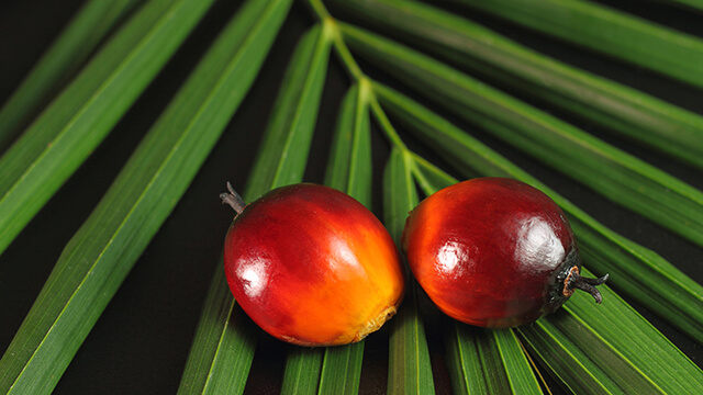 Palm oil fruits big 640x360