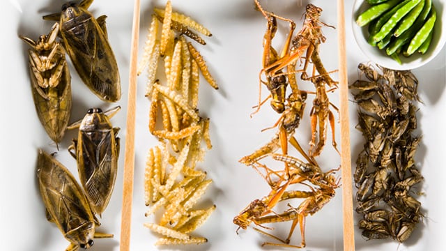 insects_on_a_plate_640x360.jpg