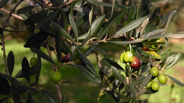 Close-up of an olive tree with green leaves and clusters of olives on its branches.