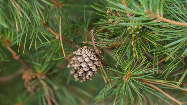 Pinecone on tree