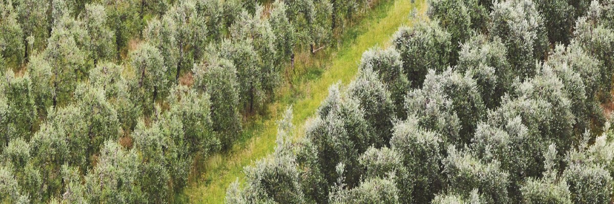 Olive Farm 1200x400