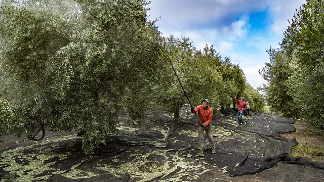 Small scale olive oil millers 640x360