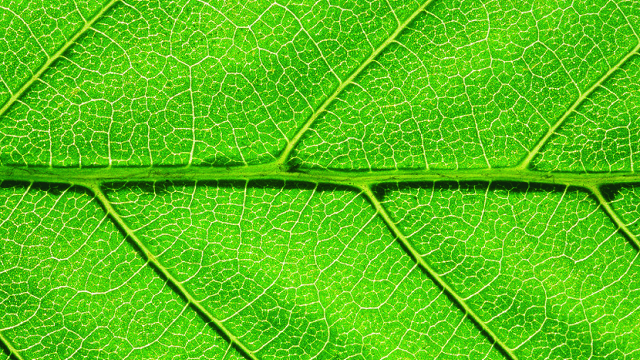 Green leaf 640x360