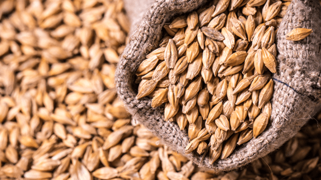 raw-barley-grains-burlap-sack-closeup-golden-grain-background.png