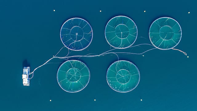 marine microalgae.jpg